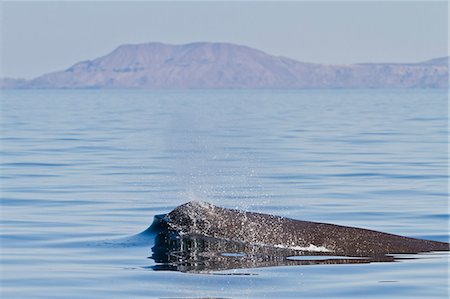 Sperm whale (Physeter macrocephalus) surfacing, Isla San Pedro Martir, Gulf of California (Sea of Cortez), Baja California Norte, Mexico Stock Photo - Rights-Managed, Code: 841-06499636