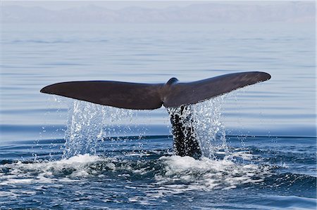 drop in water - Sperm whale (Physeter macrocephalus) flukes up dive, Isla San Pedro Martir, Gulf of California (Sea of Cortez), Baja California Norte, Mexico, North America Stock Photo - Rights-Managed, Code: 841-06499637