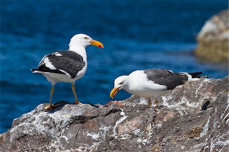 Yellow-footed gulls (Larus livens), Gulf of California (Sea of Cortez), Baja California Sur, Mexico, North America Foto de stock - Con derechos protegidos, Código: 841-06499630