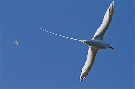 Adult red-billed tropicbird (Phaethon aethereus), Isla San Pedro Martir, Gulf of California (Sea of Cortez), Baja California, Mexico, North America Foto de stock - Con derechos protegidos, Código: 841-06499631