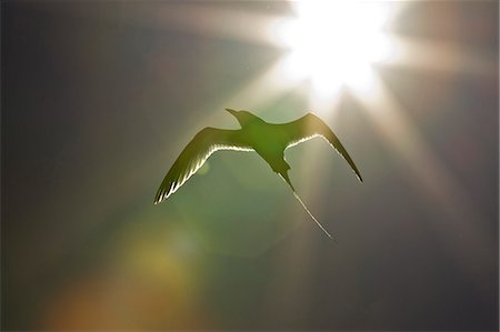 simsearch:841-03490167,k - Adult red-billed tropicbird (Phaethon aethereus), Isla San Pedro Martir, Gulf of California (Sea of Cortez), Baja California, Mexico, North America Photographie de stock - Rights-Managed, Code: 841-06499632