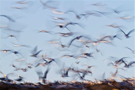Elegant tern (Thalasseus elegans) colony, Isla Rasa, Gulf of California (Sea of Cortez), Baja California, Mexico, North America Foto de stock - Con derechos protegidos, Código: 841-06499649