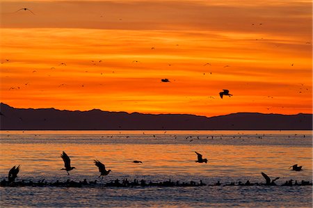 simsearch:841-06499565,k - Sunrise, Isla Rasa, Gulf of California (Sea of Cortez), Baja California, Mexico, North America Foto de stock - Con derechos protegidos, Código: 841-06499641