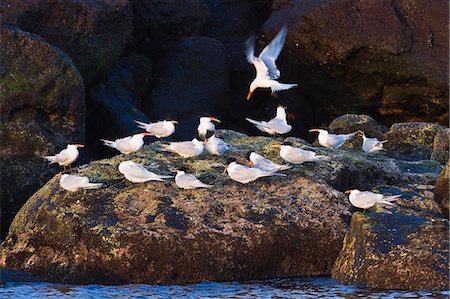 Elegant terns (Thalasseus elegans), Isla Rasa, Gulf of California (Sea of Cortez), Baja California, Mexico, North America Foto de stock - Con derechos protegidos, Código: 841-06499658