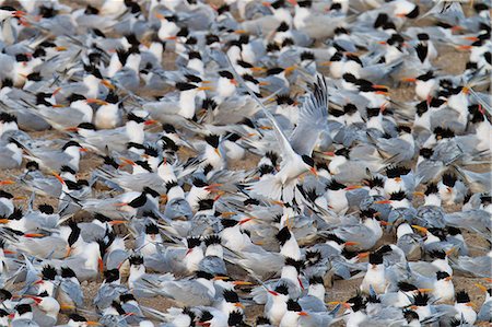 Elegant tern (Thalasseus elegans) breeding colony, Isla Rasa, Gulf of California (Sea of Cortez), Baja California, Mexico, North America Stockbilder - Lizenzpflichtiges, Bildnummer: 841-06499666