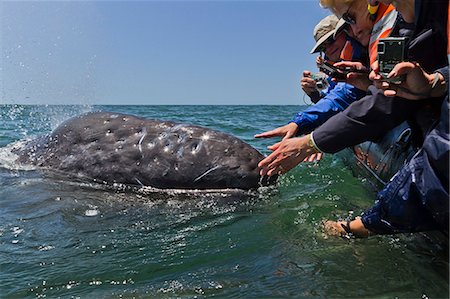 California gray whale (Eschrichtius robustus) and excited whale watchers, San Ignacio Lagoon, Baja California Sur, Mexico, North America Photographie de stock - Rights-Managed, Code: 841-06499668