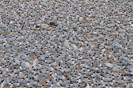 simsearch:841-06499565,k - Elegant tern (Thalasseus elegans) breeding colony, Isla Rasa, Gulf of California (Sea of Cortez), Baja California, Mexico, North America Foto de stock - Con derechos protegidos, Código: 841-06499661