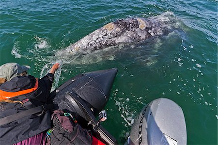 California gray whale (Eschrichtius robustus) and excited whale watcher, San Ignacio Lagoon, Baja California Sur, Mexico, North America Photographie de stock - Rights-Managed, Code: 841-06499676