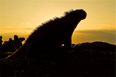 simsearch:841-06499404,k - Galapagos marine iguana (Amblyrhynchus cristatus), Fernandina Island, Galapagos Islands, UNESCO World Heritage Site, Ecuador, South America Photographie de stock - Rights-Managed, Code: 841-06499707