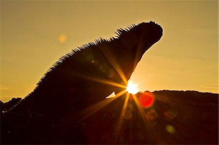 reptile - Galapagos marine iguana (Amblyrhynchus cristatus), Fernandina Island, Galapagos Islands, UNESCO World Heritage Site, Ecuador, South America Photographie de stock - Rights-Managed, Code: 841-06499708