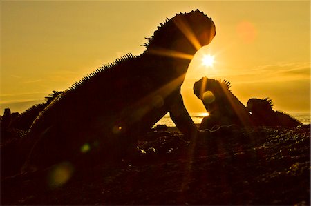 Galapagos marine iguana (Amblyrhynchus cristatus), Fernandina Island, Galapagos Islands, UNESCO World Heritage Site, Ecuador, South America Stock Photo - Rights-Managed, Code: 841-06499709