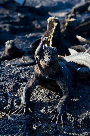 Galapagos marine iguana (Amblyrhynchus cristatus), Fernandina Island, Galapagos Islands, UNESCO World Heritage Site, Ecuador, South America Stock Photo - Rights-Managed, Code: 841-06499711