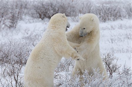 standing on hind legs - Polar bears sparring, Wapusk National Park, Manitoba, Canada, North America Foto de stock - Con derechos protegidos, Código: 841-06499725