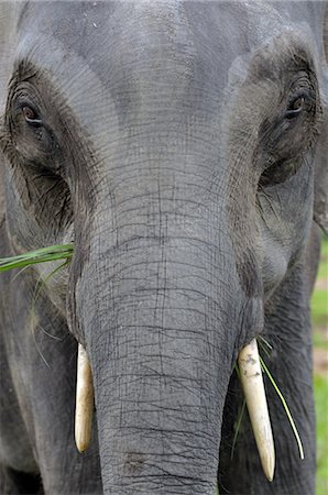 elephant india - Asian elephant, Kaziranga, Assam, India, Asia Stock Photo - Rights-Managed, Code: 841-06499747