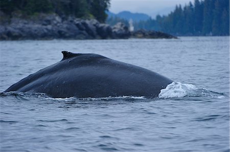 Humpback whale dives in the Pacific, Great Bear Rainforest, British Columbia, Canada, North America Stock Photo - Rights-Managed, Code: 841-06499748