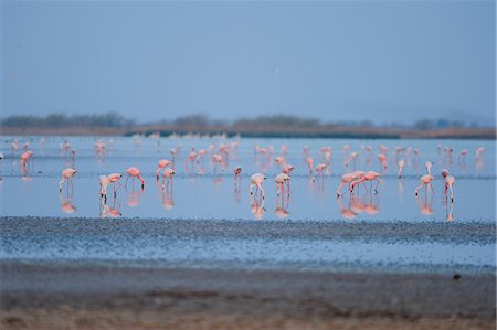 flamenco (ave) - Flamingos feed on the brackish water in Little Rann of Kutch, Gujarat, India, Asia Foto de stock - Con derechos protegidos, Código: 841-06499775