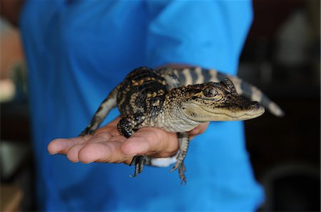 préservé - Baby alligator, Louisiana, United States of America, North America Photographie de stock - Rights-Managed, Code: 841-06499773