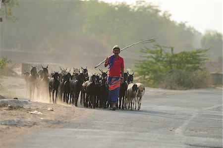 Shepherd returning home, Gujarat, India, Asia Stock Photo - Rights-Managed, Code: 841-06499788