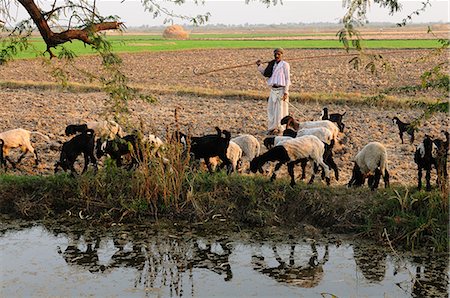 A shepherd herds his sheep along the cultivated land, Gujarat, India, Asia Photographie de stock - Rights-Managed, Code: 841-06499789