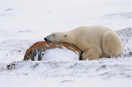 simsearch:841-09077294,k - Polar bear resting, Churchill, Hudson Bay, Manitoba, Canada, North America Fotografie stock - Rights-Managed, Codice: 841-06499794