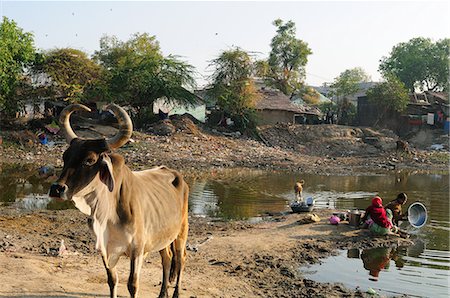 Washing vessels in stagnant water of pond also used by cattle, behind houses, Gujarat, India, Asia Foto de stock - Con derechos protegidos, Código: 841-06499795