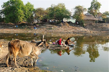 Washing vessels in stagnant water of pond also used by cattle, behind houses, Gujarat, India, Asia Foto de stock - Con derechos protegidos, Código: 841-06499792