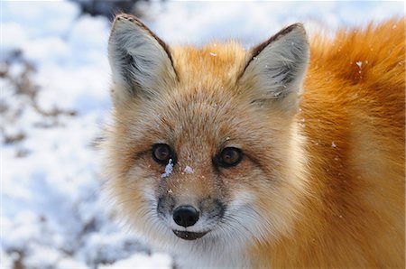 red fox - Red fox, Wapusk National Park, Manitoba, Canada, North America Stock Photo - Rights-Managed, Code: 841-06499816