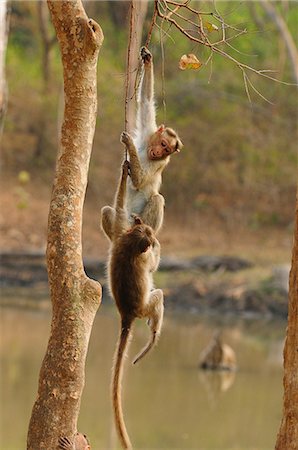 primate - Bonnett Macaques playing, Karnataka, India, Asia Foto de stock - Con derechos protegidos, Código: 841-06499842