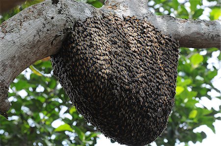 Rock bee hive (swarm), Karnataka, India, Asia Stock Photo - Rights-Managed, Code: 841-06499843