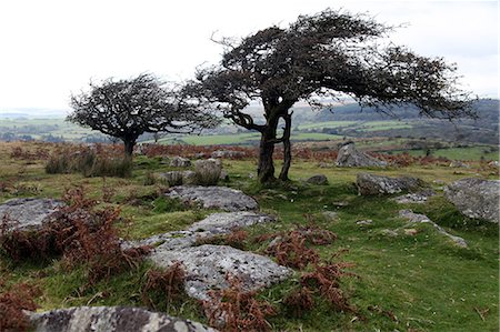 dartmoor national park - Two windswept trees, near Hexworthy, Dartmoor, Devon, England, United Kingdom, Europe Foto de stock - Con derechos protegidos, Código: 841-06499874