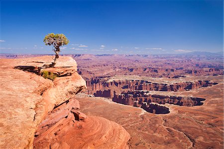 Grand View Point overlook and juniper tree, Island in the Sky, Canyonlands National Park, Utah, United States of America, North America Photographie de stock - Rights-Managed, Code: 841-06500076