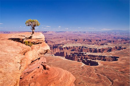 rock - Grand View Point overlook and juniper tree, Island in the Sky, Canyonlands National Park, Utah, United States of America, North America Stock Photo - Rights-Managed, Code: 841-06500076