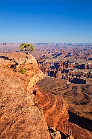 simsearch:841-06500070,k - Grand View Point overlook and juniper tree, Island in the Sky, Canyonlands National Park, Utah, United States of America, North America Foto de stock - Con derechos protegidos, Código: 841-06500077