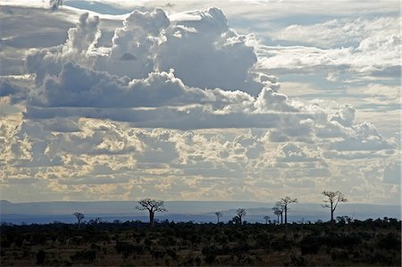 Baobabs landscape, Region of Ihosy, Madagascar, Africa Stock Photo - Rights-Managed, Code: 841-06500288