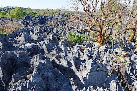 Tsingy de Bemaraha Strict Nature Reserve, UNESCO World Heritage Site, near the western coast in Melaky Region, Madagascar, Africa Foto de stock - Con derechos protegidos, Código: 841-06500280