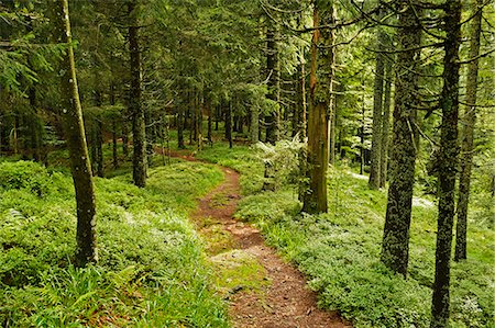 schwarzwald - Walking trail, Hochkopf, near Schonau, Black Forest, Baden-Wurttemberg, Germany, Europe Foto de stock - Con derechos protegidos, Código: 841-06500566