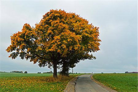 Maple tree with autumn colors, near Villingen-Schwenningen, Black Forest, Schwarzwald-Baar, Baden-Wurttemberg, Germany, Europe Stock Photo - Rights-Managed, Code: 841-06500586