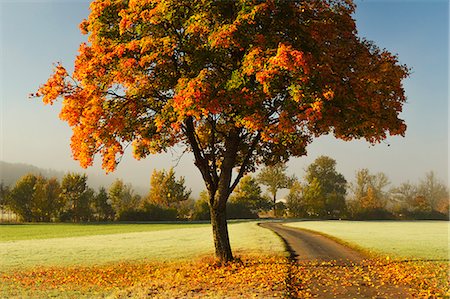 fall trees on road - Maple tree and morning fog in autumn, near Villingen-Schwenningen, Baden-Wurttemberg, Germany, Europe Stock Photo - Rights-Managed, Code: 841-06500592