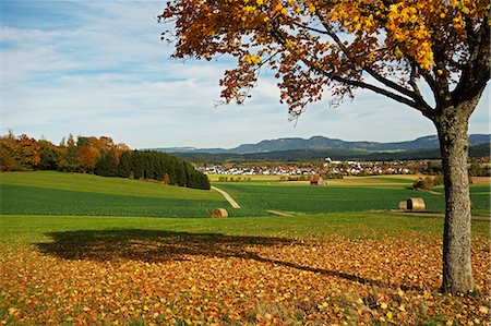 feuilles - Rural autumn scene with Lauffen village, near Villingen-Schwenningen, Black Forest, Schwarzwald-Baar, Baden-Wurttemberg, Germany, Europe Photographie de stock - Rights-Managed, Code: 841-06500603