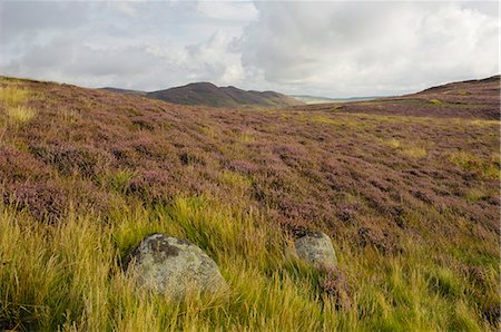 simsearch:841-06033025,k - Heather on the Galloway Hills, Castramont Hill looking towards Craig of Grobdale, Dumfries and Galloway, Scotland, United Kingdom, Europe Foto de stock - Con derechos protegidos, Código: 841-06500632