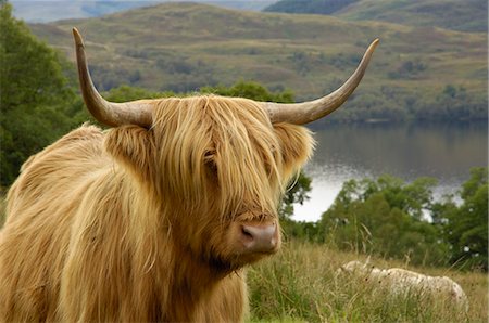 duveteux - Highland cattle above Loch Katrine, Loch Lomond and Trossachs National Park, Stirling, Scotland, United Kingdom, Europe Foto de stock - Con derechos protegidos, Código: 841-06500665