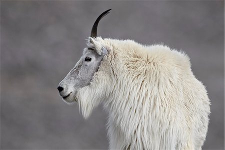Mountain goat (Oreamnos americanus), Mount Evans, Arapaho-Roosevelt National Forest, Colorado, United States of America, North America Stock Photo - Rights-Managed, Code: 841-06500675