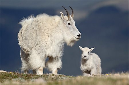 Mountain goat (Oreamnos americanus) nanny and kid, Mount Evans, Arapaho-Roosevelt National Forest, Colorado, United States of America, North America Stock Photo - Rights-Managed, Code: 841-06500677