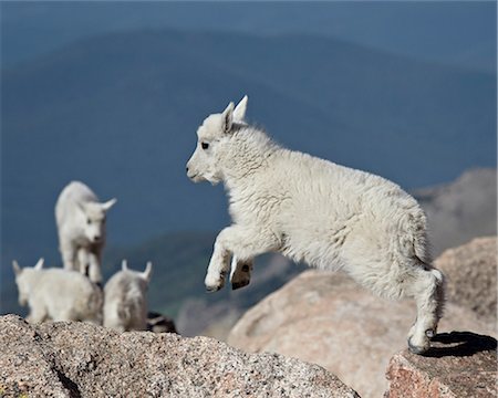 simsearch:841-06446898,k - Mountain goat (Oreamnos americanus) kid jumping, Mount Evans, Arapaho-Roosevelt National Forest, Colorado, United States of America, North America Fotografie stock - Rights-Managed, Codice: 841-06500679