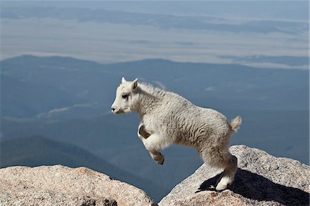 Mountain goat (Oreamnos americanus) kid jumping, Mount Evans, Arapaho-Roosevelt National Forest, Colorado, United States of America, North America Stock Photo - Rights-Managed, Code: 841-06500680