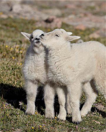 forêt nationale - Two mountain goat (Oreamnos americanus) kids playing, Mount Evans, Arapaho-Roosevelt National Forest, Colorado, United States of America, North America Photographie de stock - Rights-Managed, Code: 841-06500681