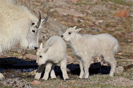 Mountain goat (Oreamnos americanus) nanny and kids, Mount Evans, Arapaho-Roosevelt National Forest, Colorado, United States of America, North America Stock Photo - Rights-Managed, Code: 841-06500682