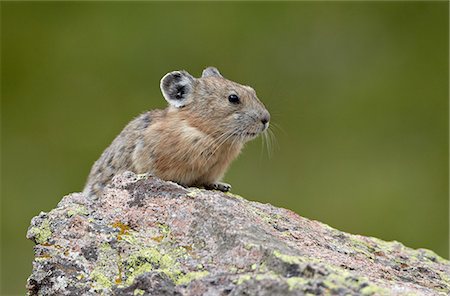 simsearch:841-09086365,k - American pika (Ochotona princeps), San Juan National Forest, Colorado, United States of America, North America Photographie de stock - Rights-Managed, Code: 841-06500699