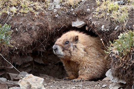 Yellow-bellied marmot (yellowbelly marmot) (Marmota flaviventris) at a burrow entrance, San Juan National Forest, Colorado, United States of America, North America Photographie de stock - Rights-Managed, Code: 841-06500707