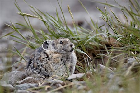 simsearch:841-06500736,k - American pika (Ochotona princeps) eating grass, San Juan National Forest, Colorado, United States of America, North America Foto de stock - Con derechos protegidos, Código: 841-06500708